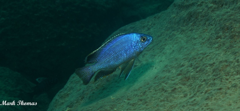 Protomelas taeniolatus 'Mitande Reef (Rocks)'